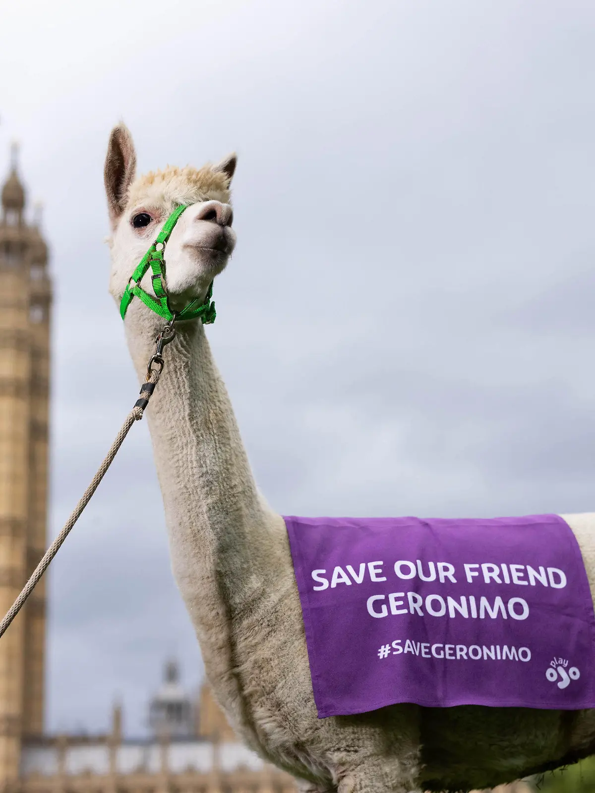 11.08.2021, Großbritannien, London: Ein Alpaka trägt ein Banner mit der Aufschrift "Save our friend Geronimo" (Rettet unseren Freund Geronimo) um die zugehörige Kampagne des Online-Casinos PlayOJO zu starten, die darauf abzielt, die Einschläferung des mutmaßlich an Rindertuberkulose erkrankten Alpakas ohne faire Tuberkulin-Tests zu verhindern. Foto: David Parry/PA Wire/dpa +++ dpa-Bildfunk +++
