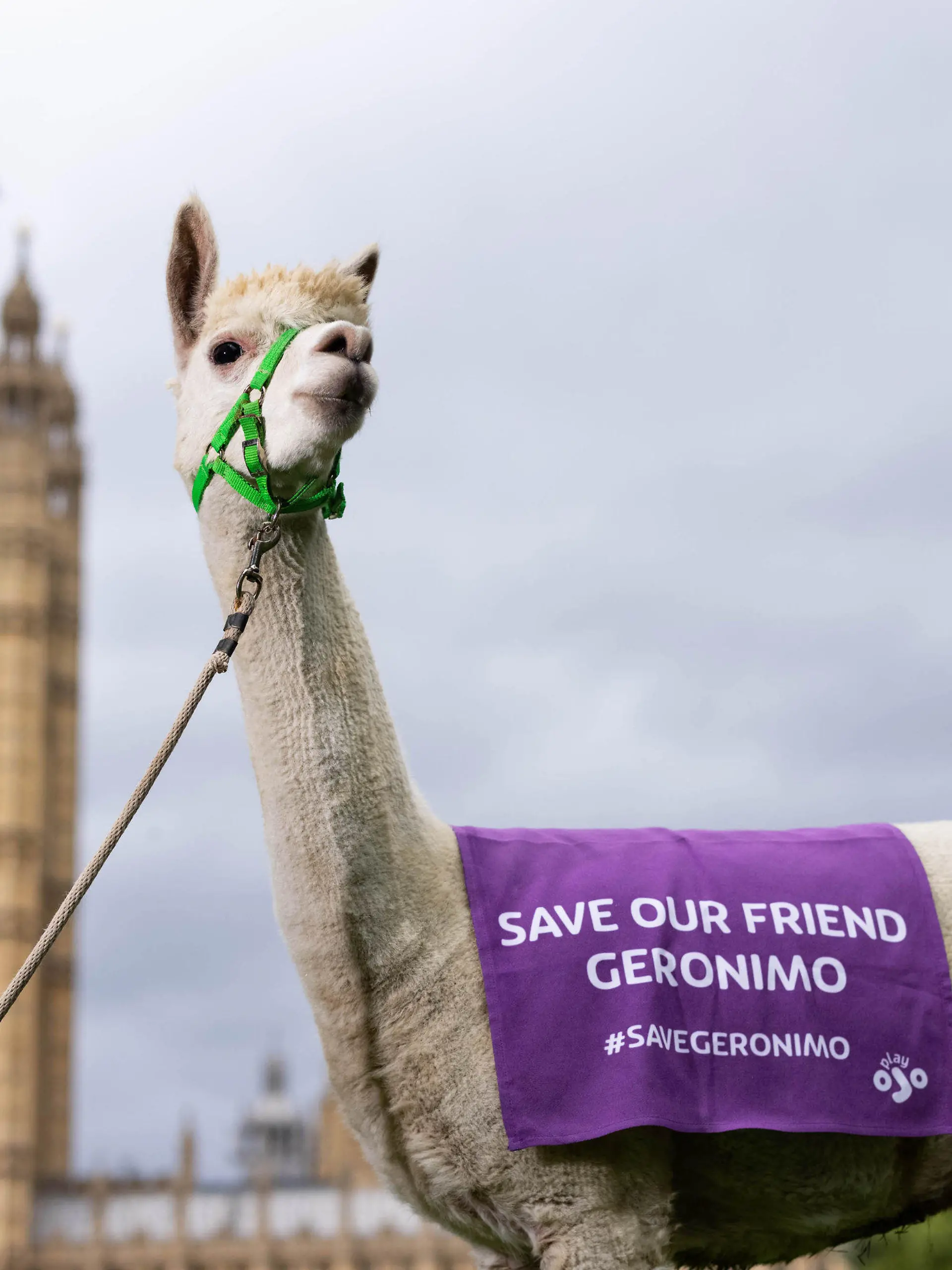 11.08.2021, Großbritannien, London: Ein Alpaka trägt ein Banner mit der Aufschrift "Save our friend Geronimo" (Rettet unseren Freund Geronimo) um die zugehörige Kampagne des Online-Casinos PlayOJO zu starten, die darauf abzielt, die Einschläferung des mutmaßlich an Rindertuberkulose erkrankten Alpakas ohne faire Tuberkulin-Tests zu verhindern. Foto: David Parry/PA Wire/dpa +++ dpa-Bildfunk +++
