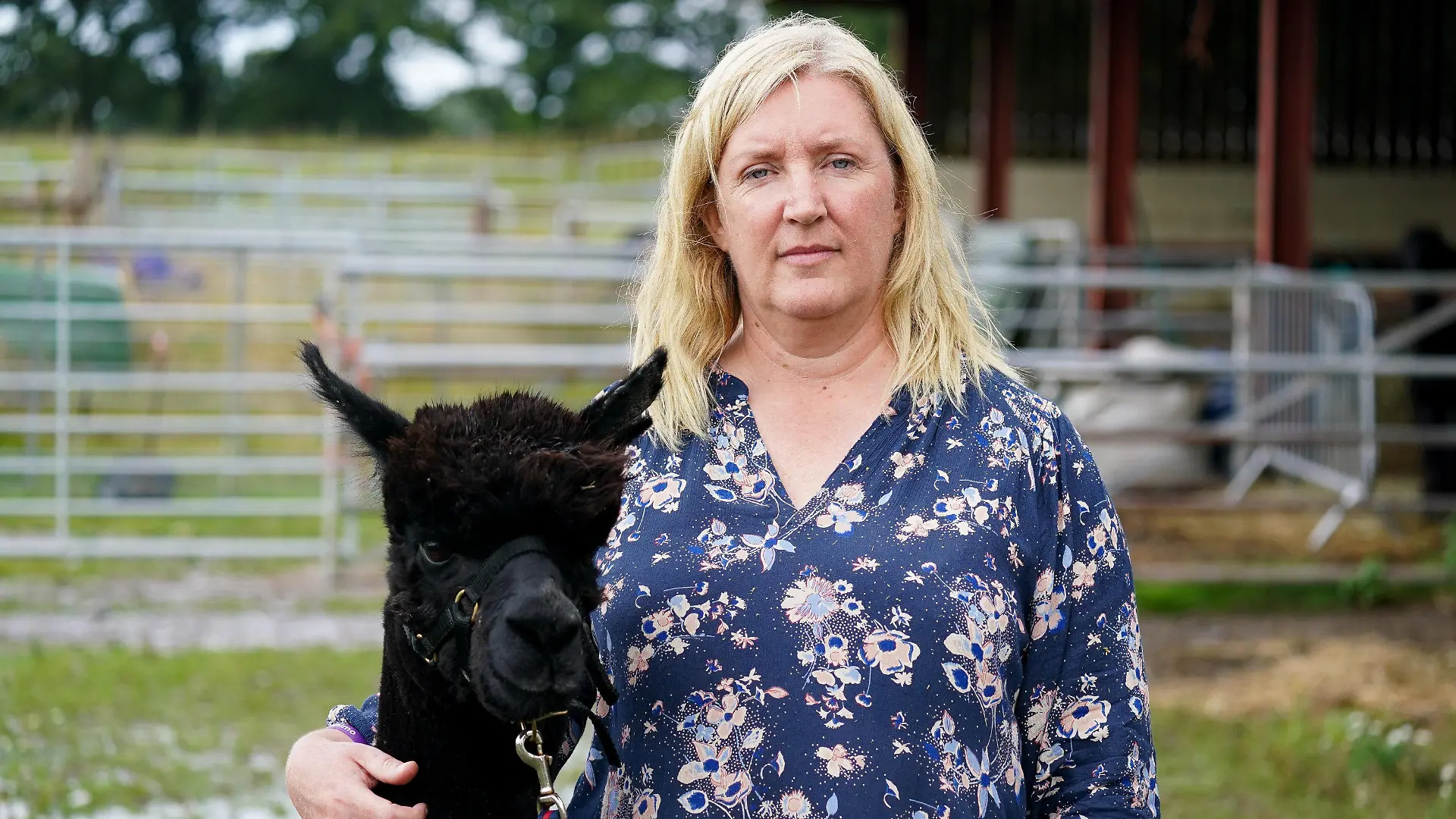 ARCHIV - 06.08.2021, Großbritannien, Wooton Under Edge: Das Alpaka mit dem Namen «Geronimo» und seine Besitzerin Helen Macdonald stehen auf der Shepherds Close Farm. Das Tier wurde zweimal positiv auf Rindertuberkulose getestet und soll auf Anordnung des Ministeriums für Umwelt, Ernährung und ländliche Angelegenheiten getötet werden. Das britische Umweltministerium stimmte nun einer Anhörung mit der Züchterin zu. (zu dpa "Neue Gnadenfrist für todgeweihtes Alpaka - Anhörung mit Züchterin") Foto: Jacob King/PA Wire/dpa +++ dpa-Bildfunk +++