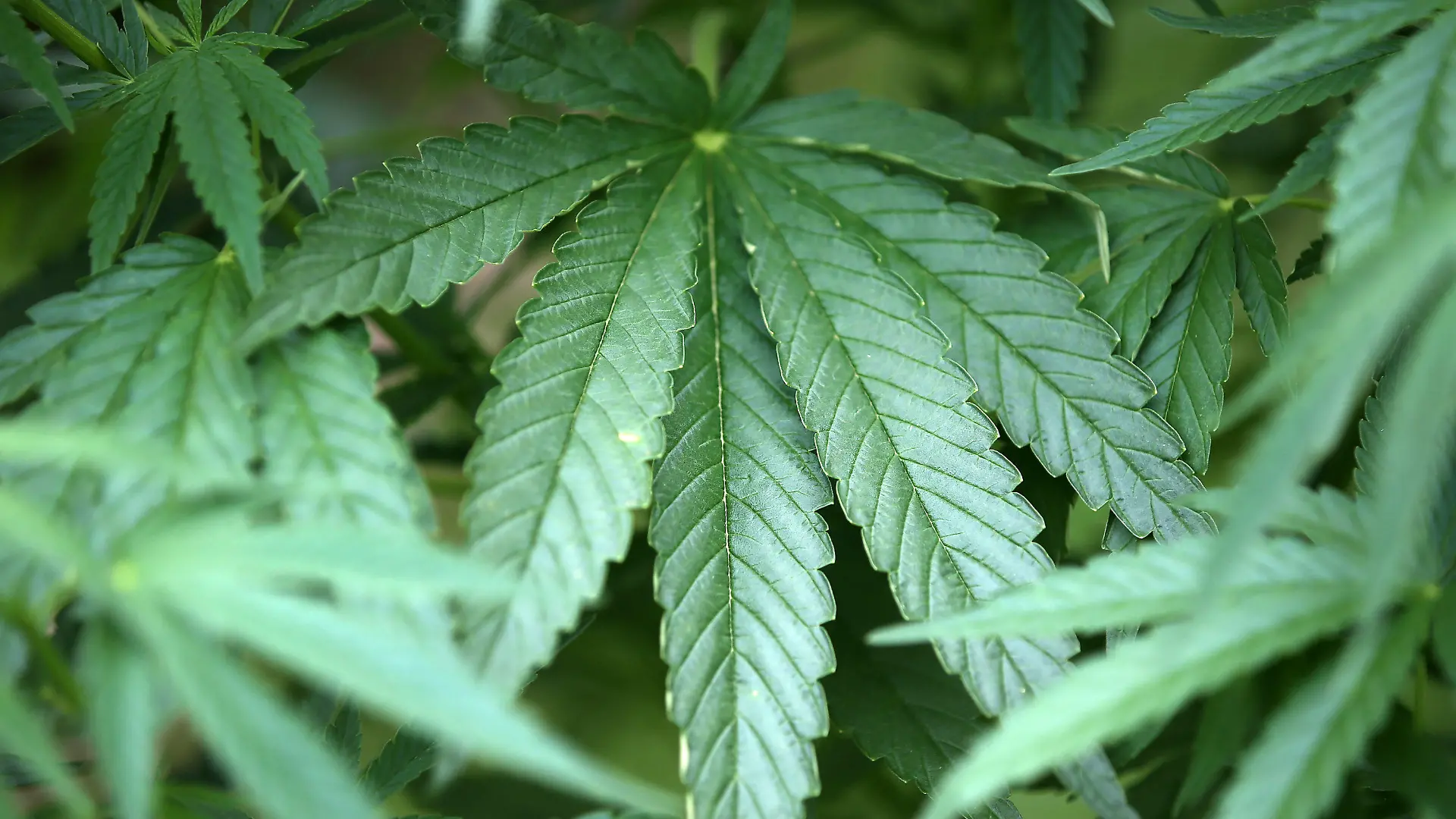ARCHIV - 15.07.2014, Nordrhein-Westfalen, Köln: Hanf-Pflanzen (Cannabis) wachsen in einem Garten. Die Gefahren des Kiffens für Jugendliche sind wenig bekannt. (zu dpa: "Drogenbeauftragte für einheitliche Besitzgrenzen bei Cannabis") Foto: Oliver Berg/dpa +++ dpa-Bildfunk +++