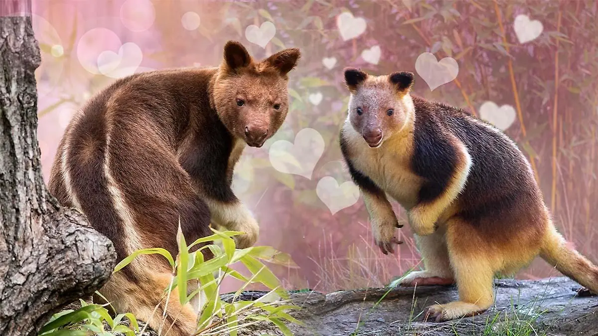 Gelingt der Verkupplungsversuch des Tierpark Berlin?