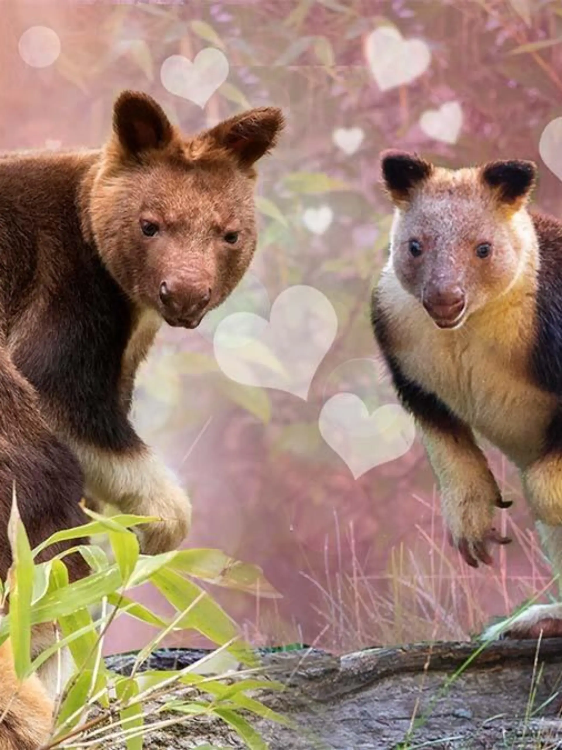 Gelingt der Verkupplungsversuch des Tierpark Berlin?
