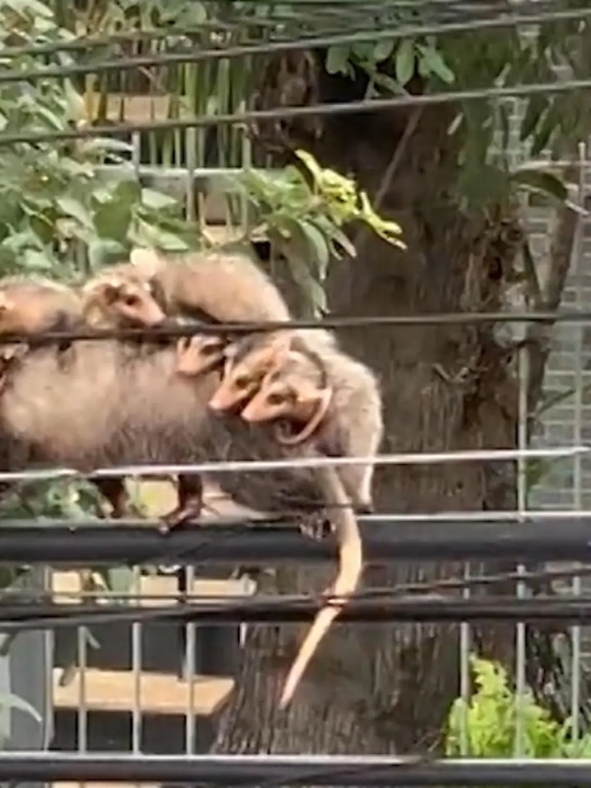 Dieses Mama-Taxi hat es in sich: Ein Opossum transportiert 7 Nachkommen auf dem Rücken über eine Stromleitung.