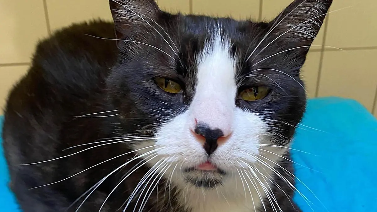 Grumpy Cat 2.0? Nein, Kater Tommy aus dem Tierheim in Köln-Dellbrück ist einfach nur cool!
