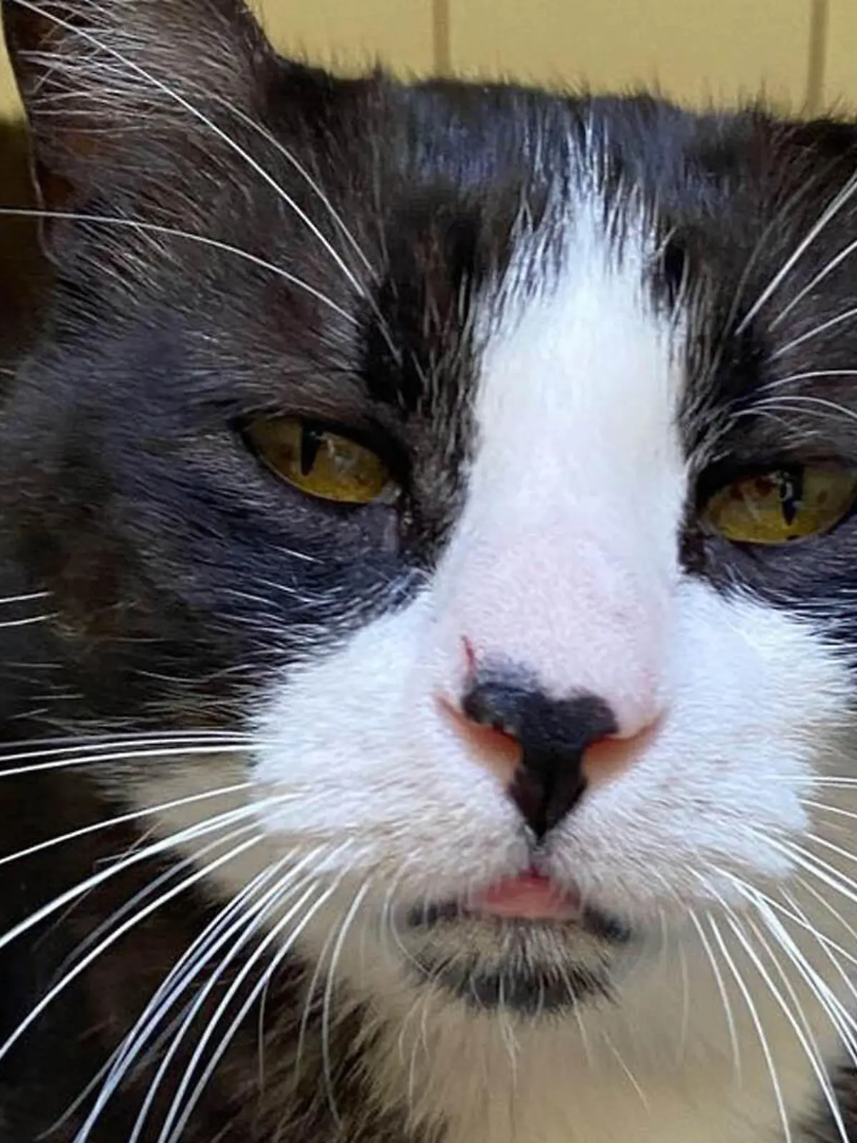 Grumpy Cat 2.0? Nein, Kater Tommy aus dem Tierheim in Köln-Dellbrück ist einfach nur cool!