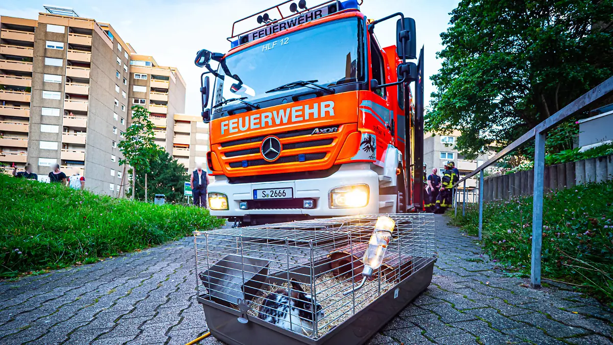 Pommes machen geht völlig schief Hochhausbrand - Löschversuch mit Wasser führt zur Fettexplosion - Feuerwehr retten Hase Pommes machen geht völlig schief Hochhausbrand - Löschversuch mit Wasser führt zur Fettexplosion - Feuerwehr retten Hase Baden-Württemberg, 70195 Stuttgart, Deutschland *** Making fries goes completely wrong high-rise fire extinguishing attempt with water leads to fat explosion fire brigade rescue Hase Making fries goes completely wrong high-rise fire extinguishing attempt with water leads to fat explosion fire brigade rescue Hase Baden Württemberg, 70195 Stuttgart, Germany Copyright: 7aktuell.dex xAlexanderxHald