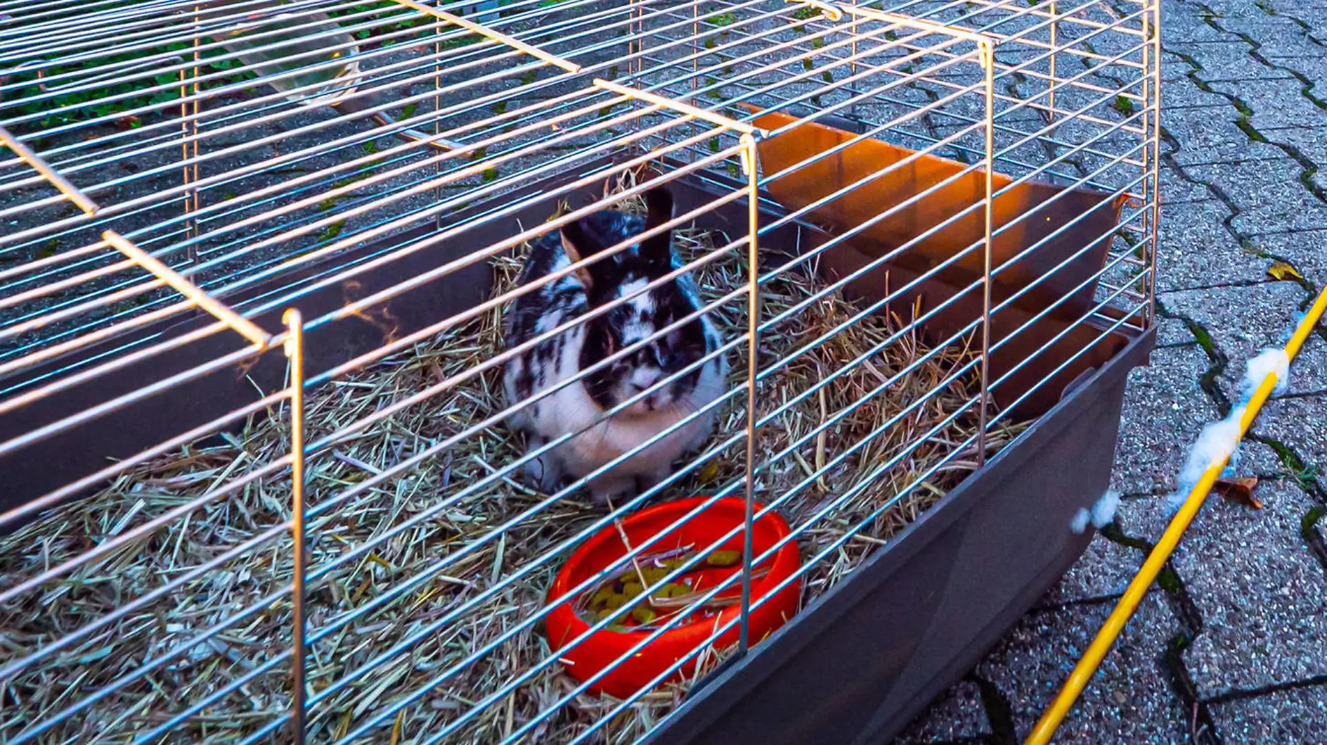 Pommes machen geht völlig schief Hochhausbrand - Löschversuch mit Wasser führt zur Fettexplosion - Feuerwehr retten Hase Pommes machen geht völlig schief Hochhausbrand - Löschversuch mit Wasser führt zur Fettexplosion - Feuerwehr retten Hase Baden-Württemberg, 70195 Stuttgart, Deutschland *** Making fries goes completely wrong high-rise fire extinguishing attempt with water leads to fat explosion fire brigade rescue Hase Making fries goes completely wrong high-rise fire extinguishing attempt with water leads to fat explosion fire brigade rescue Hase Baden Württemberg, 70195 Stuttgart, Germany Copyright: 7aktuell.dex xAlexanderxHald 