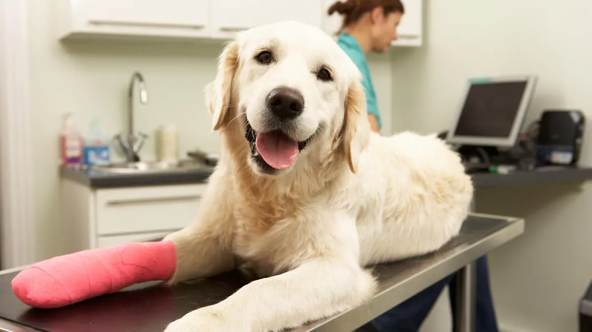 Hund mit verbundener Vorderpfote beim Tierarzt