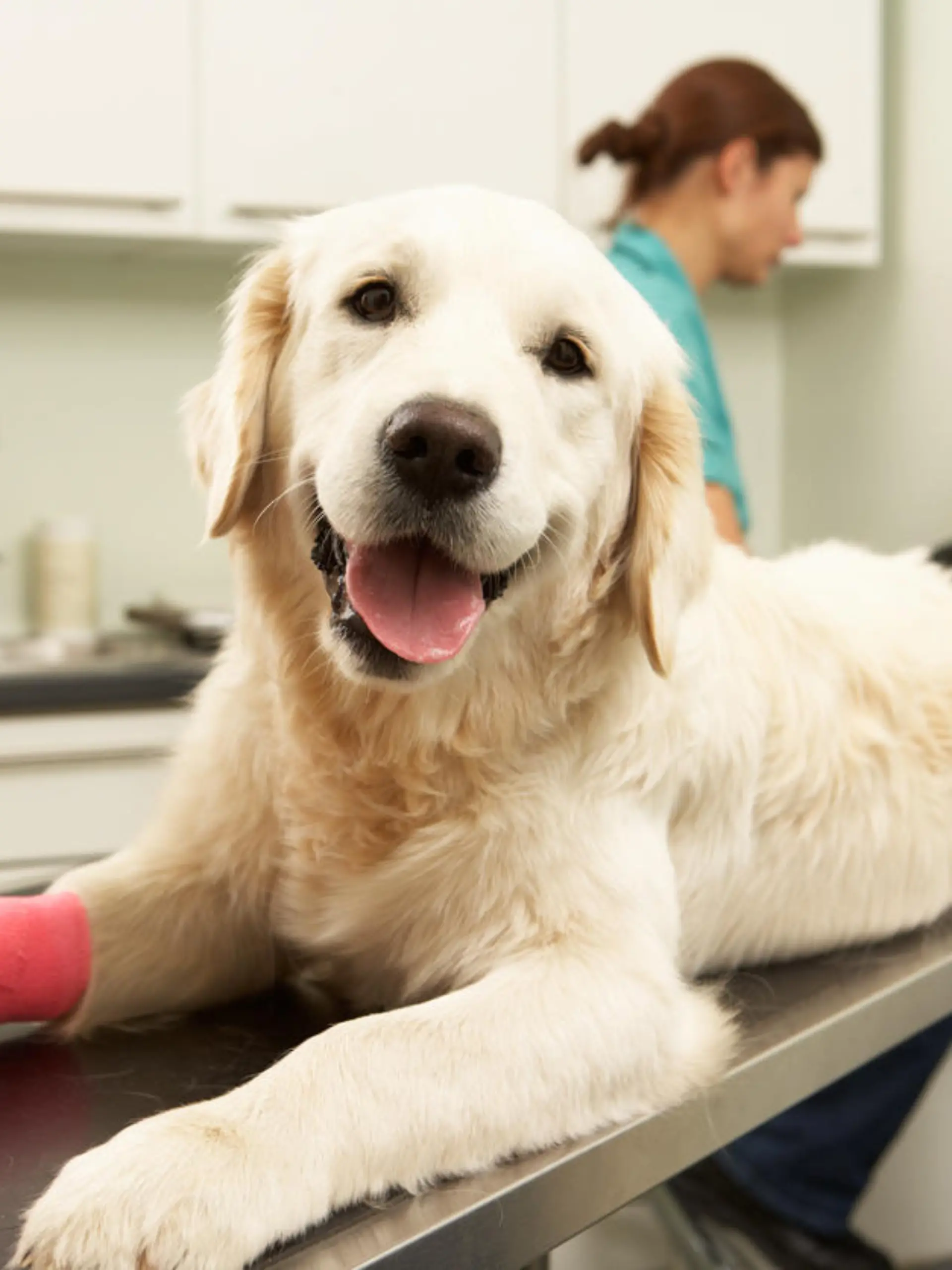 Hund mit verbundener Vorderpfote beim Tierarzt