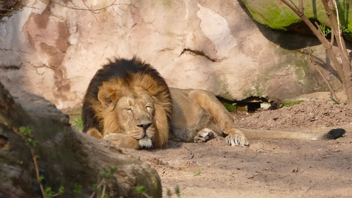HANDOUT - 20.03.2020, Bayern, Nürnberg: Löwe Subali liegt in seinem Gehege im Tiergarten. Die Raubkatze ist im Alter von 15 Jahren eingeschläfert worden. (zu dpa «Altersschwacher Löwe Subali in Nürnberger Zoo eingeschläfert ») Foto: Dag Encke/Tiergarten Nürnberg/dpa - ACHTUNG: Nur zur redaktionellen Verwendung im Zusammenhang mit der aktuellen Berichterstattung und nur mit vollständiger Nennung des vorstehenden Credits +++ dpa-Bildfunk +++