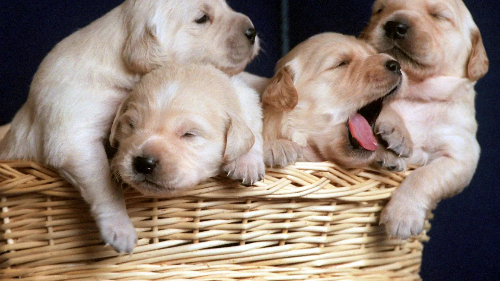 Die fünf besten Hunde für Anfänger