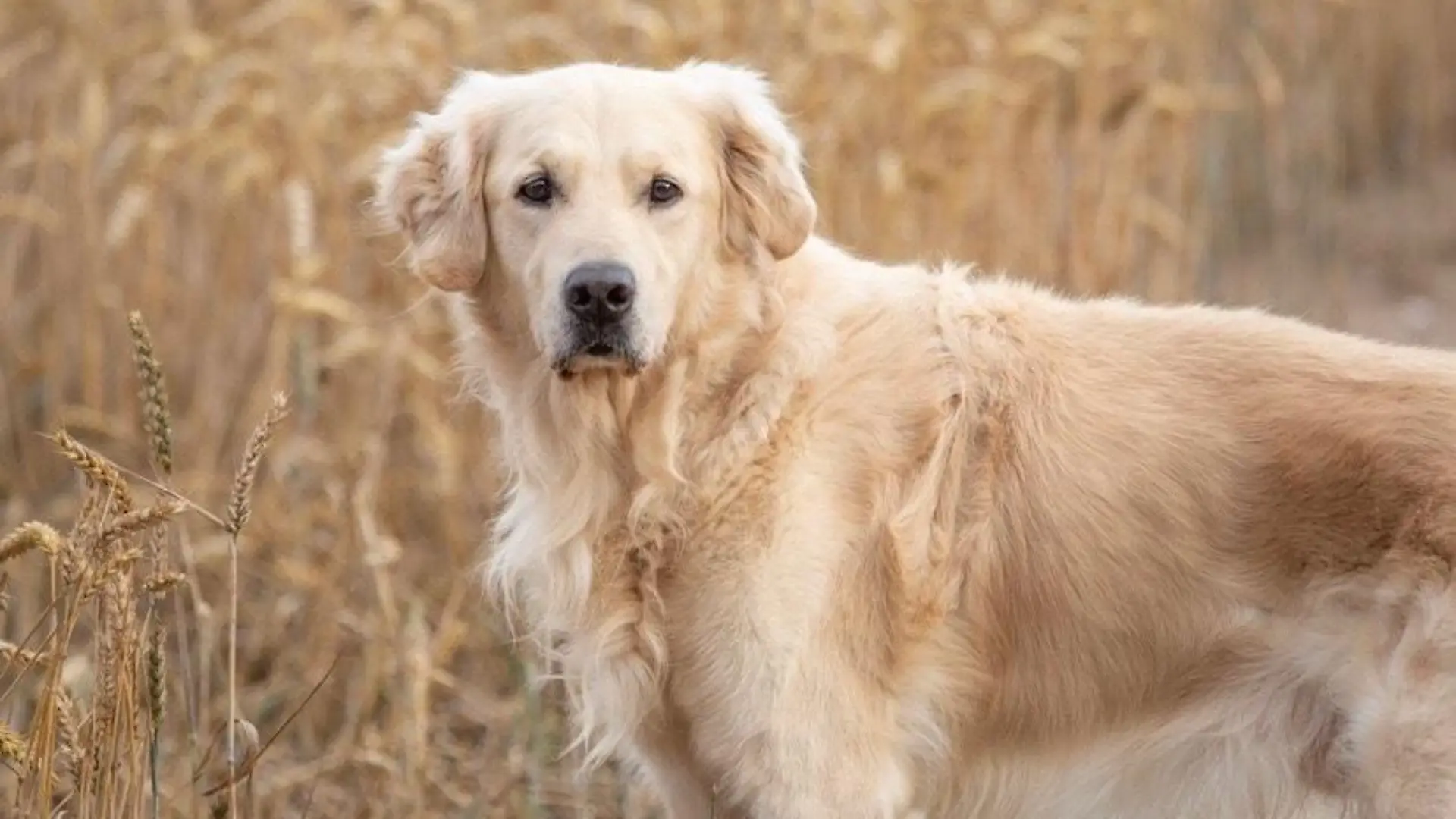 Golden Retriever schaut in die Kamera
