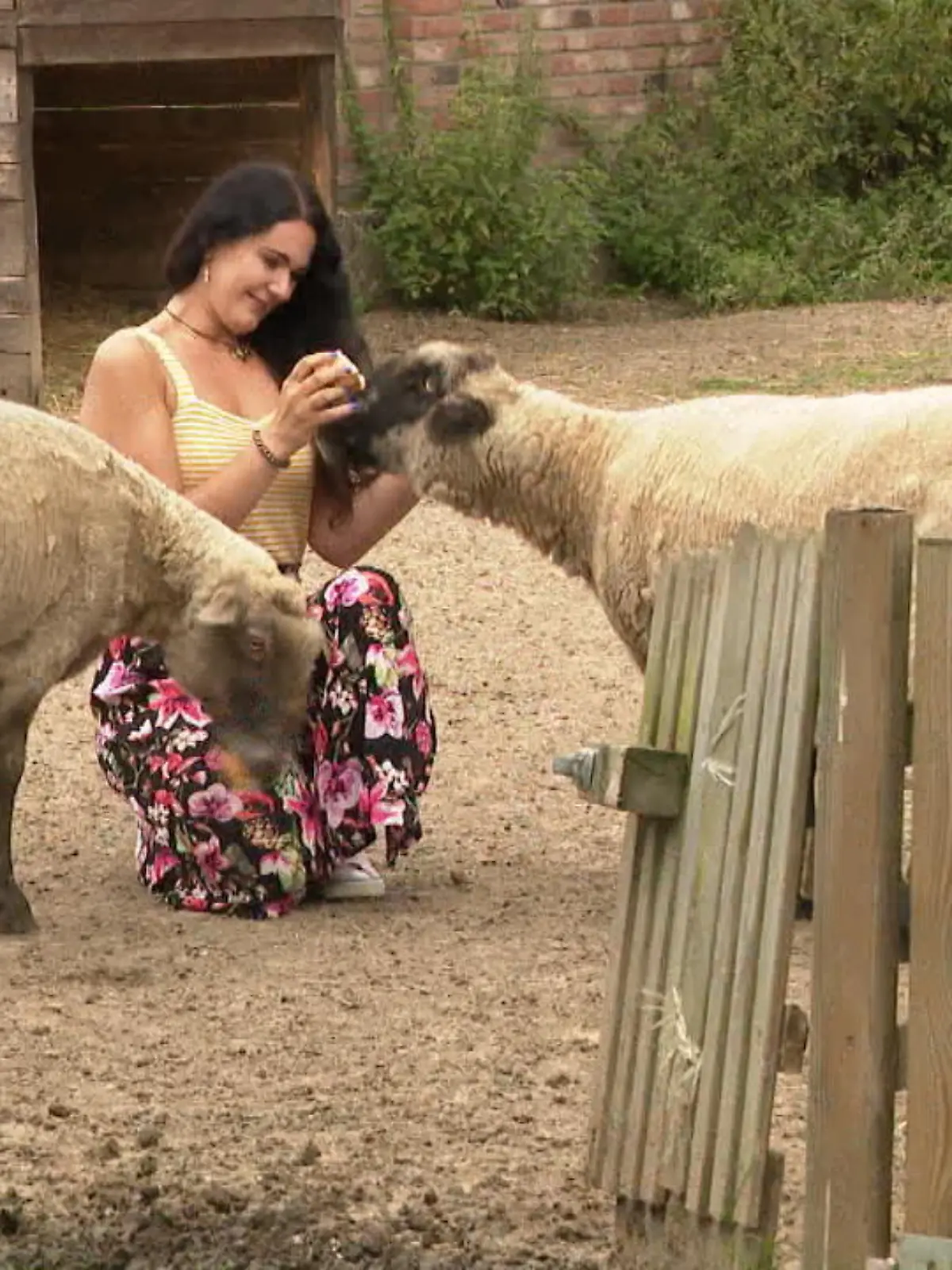 Bild zu: "Nachbar beschwert sich über Tiere"