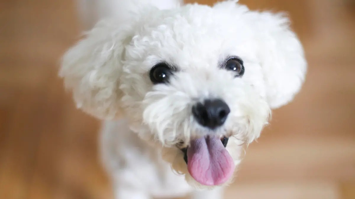 Weißer lockiger Hund