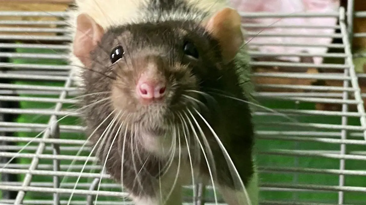 Ratte Winfried-Josef sucht ein neues Zuhause.