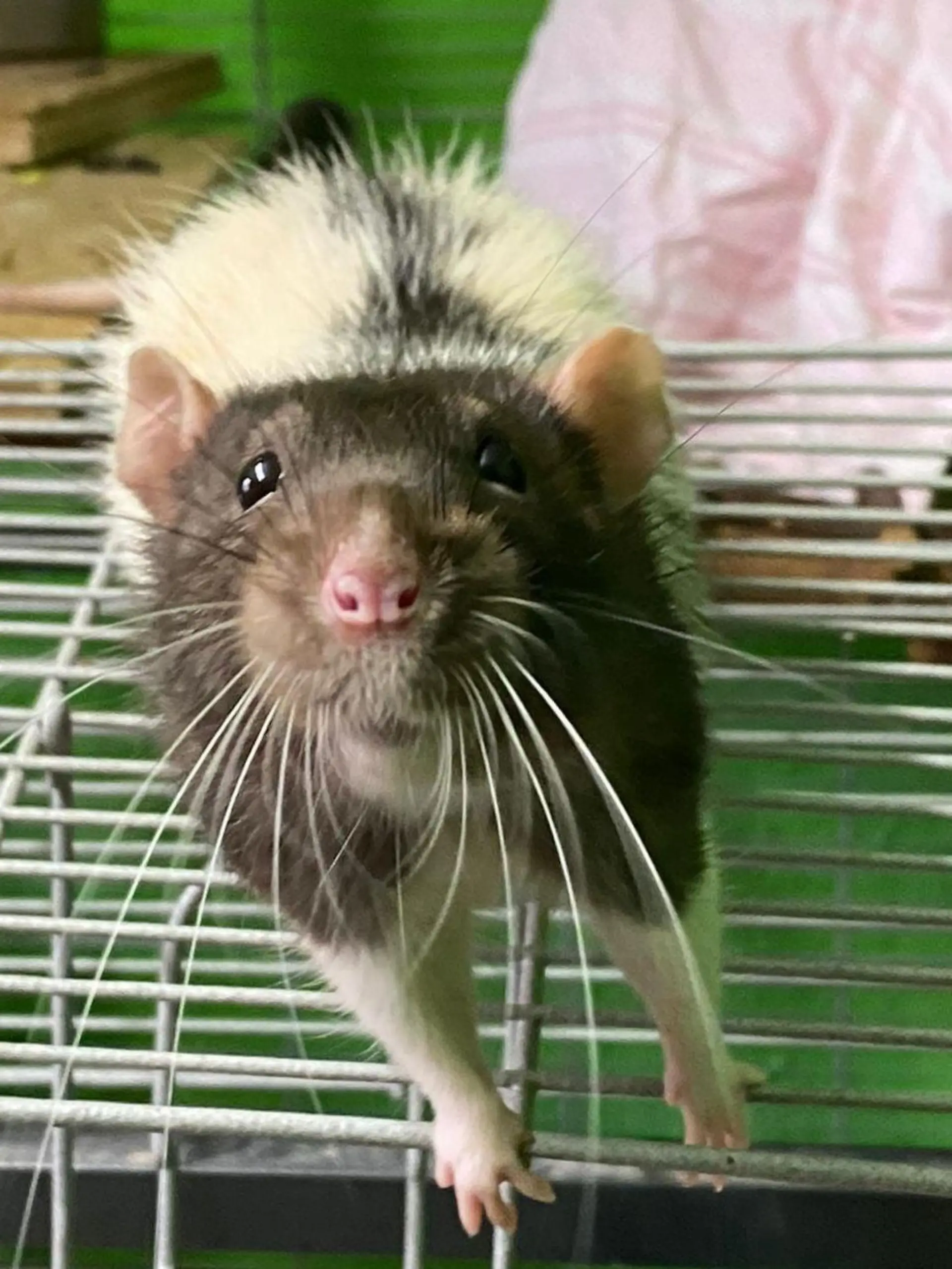 Ratte Winfried-Josef sucht ein neues Zuhause.