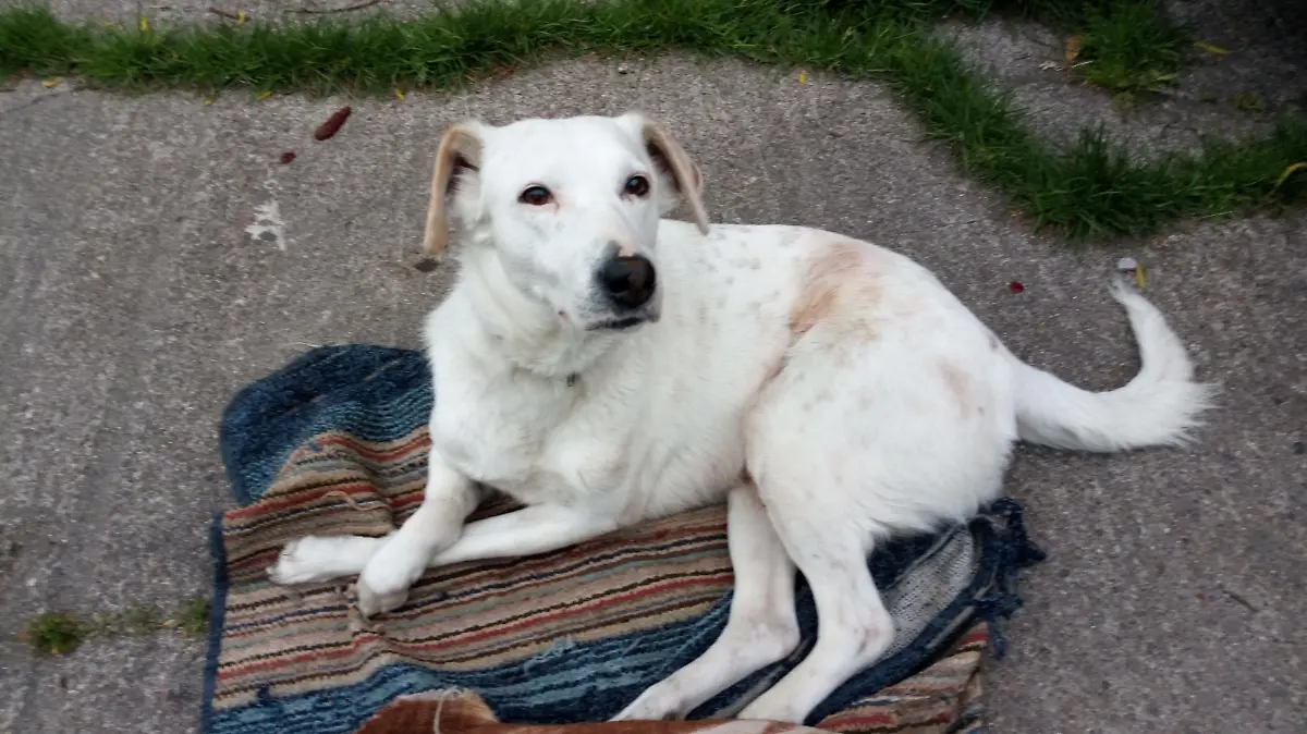 Ein junger weißer Hund liegt auf einer Flickendecke und blickt zur Kamera.