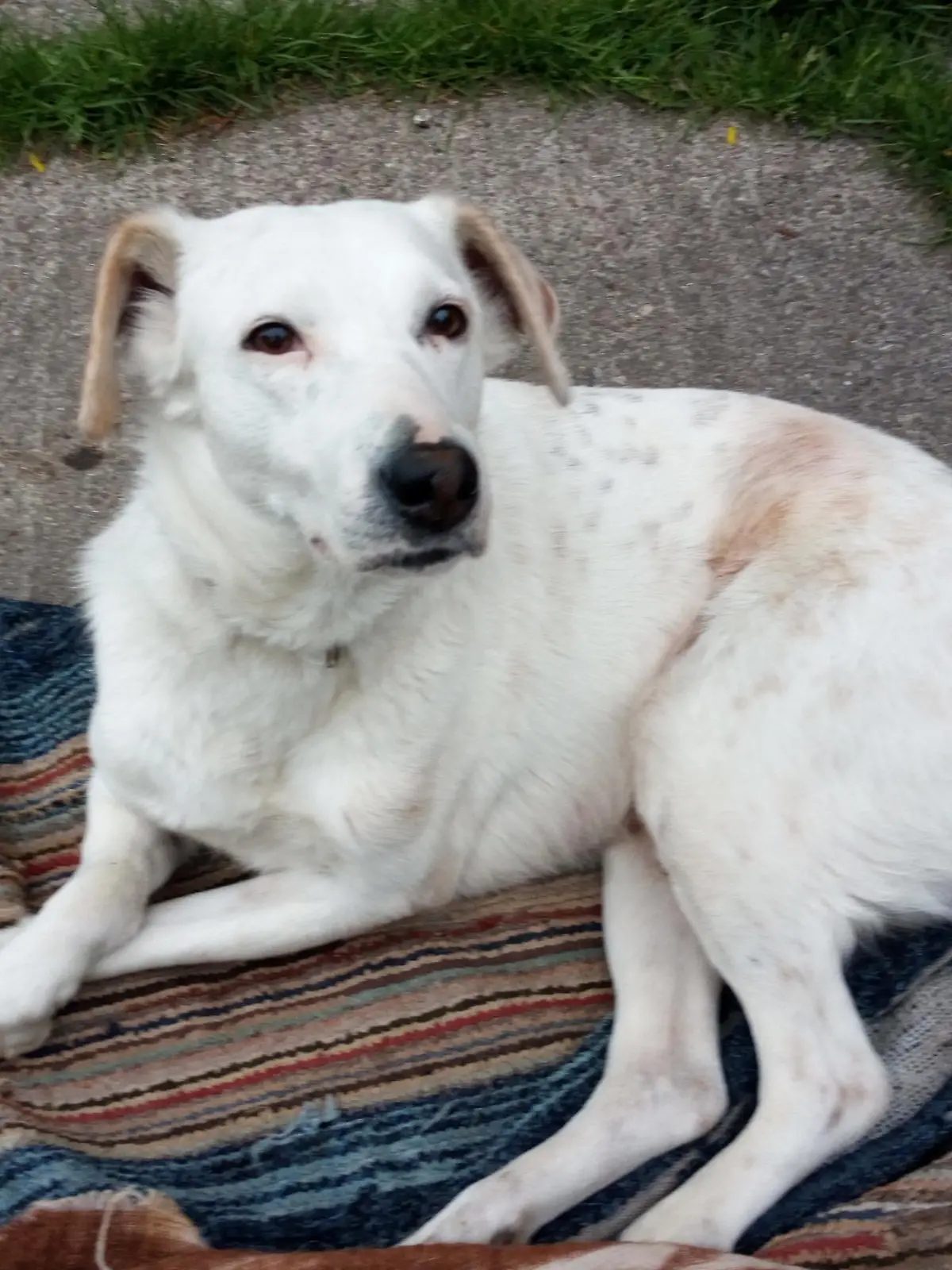 Ein junger weißer Hund liegt auf einer Flickendecke und blickt zur Kamera.