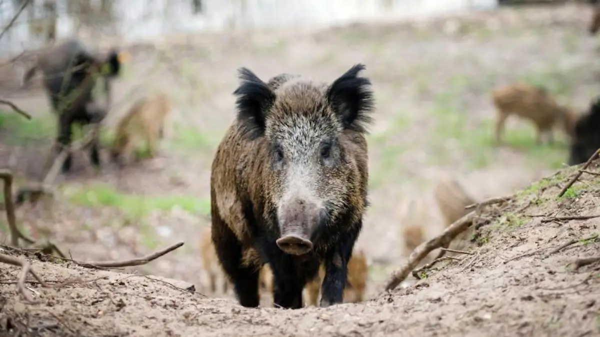 Wildschwein