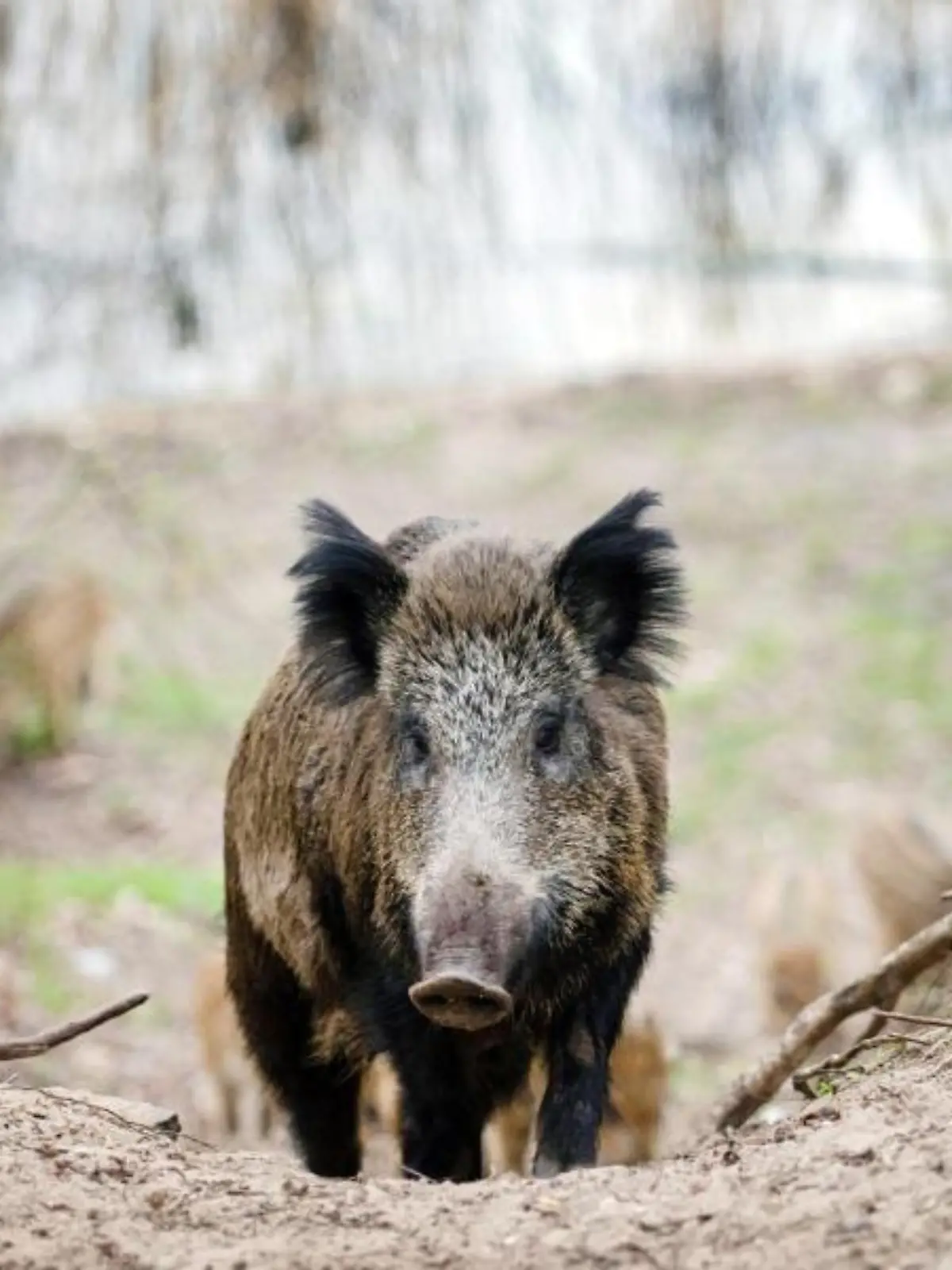 Wildschwein