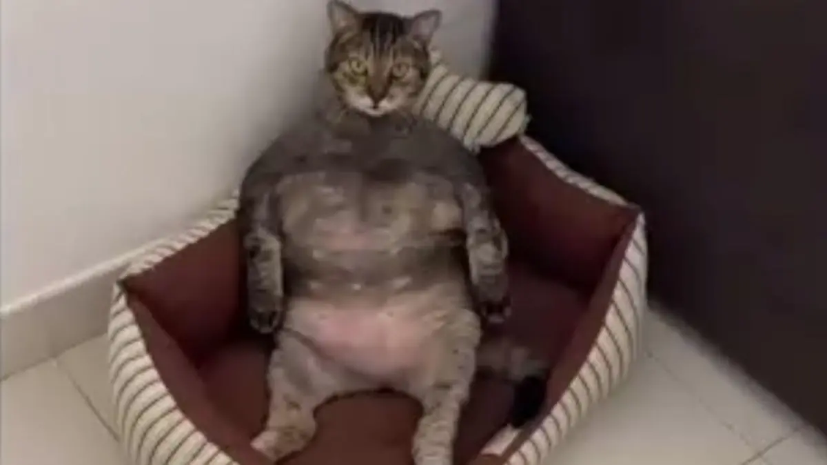 Katze ähnelt Hulk