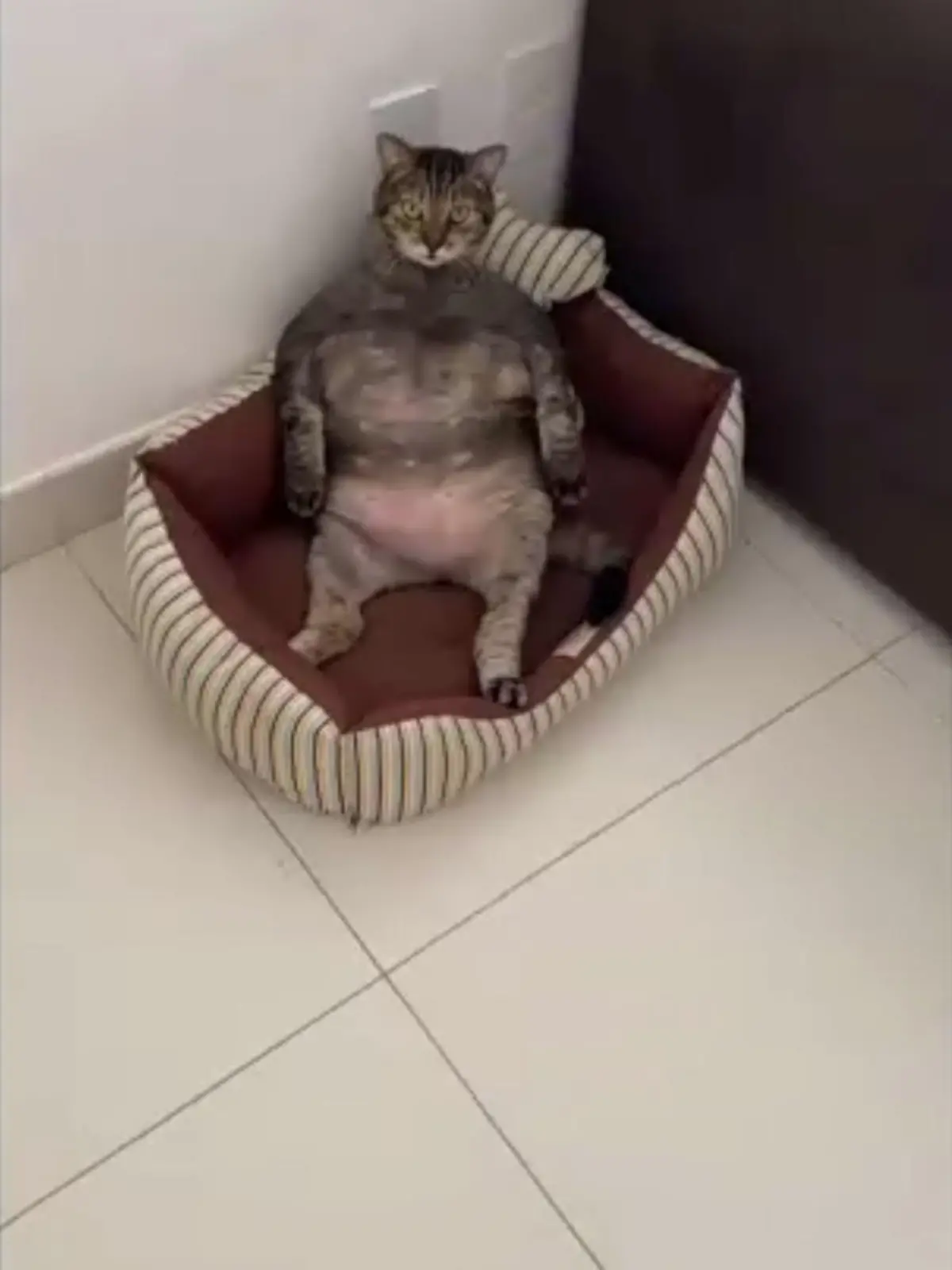 Katze ähnelt Hulk