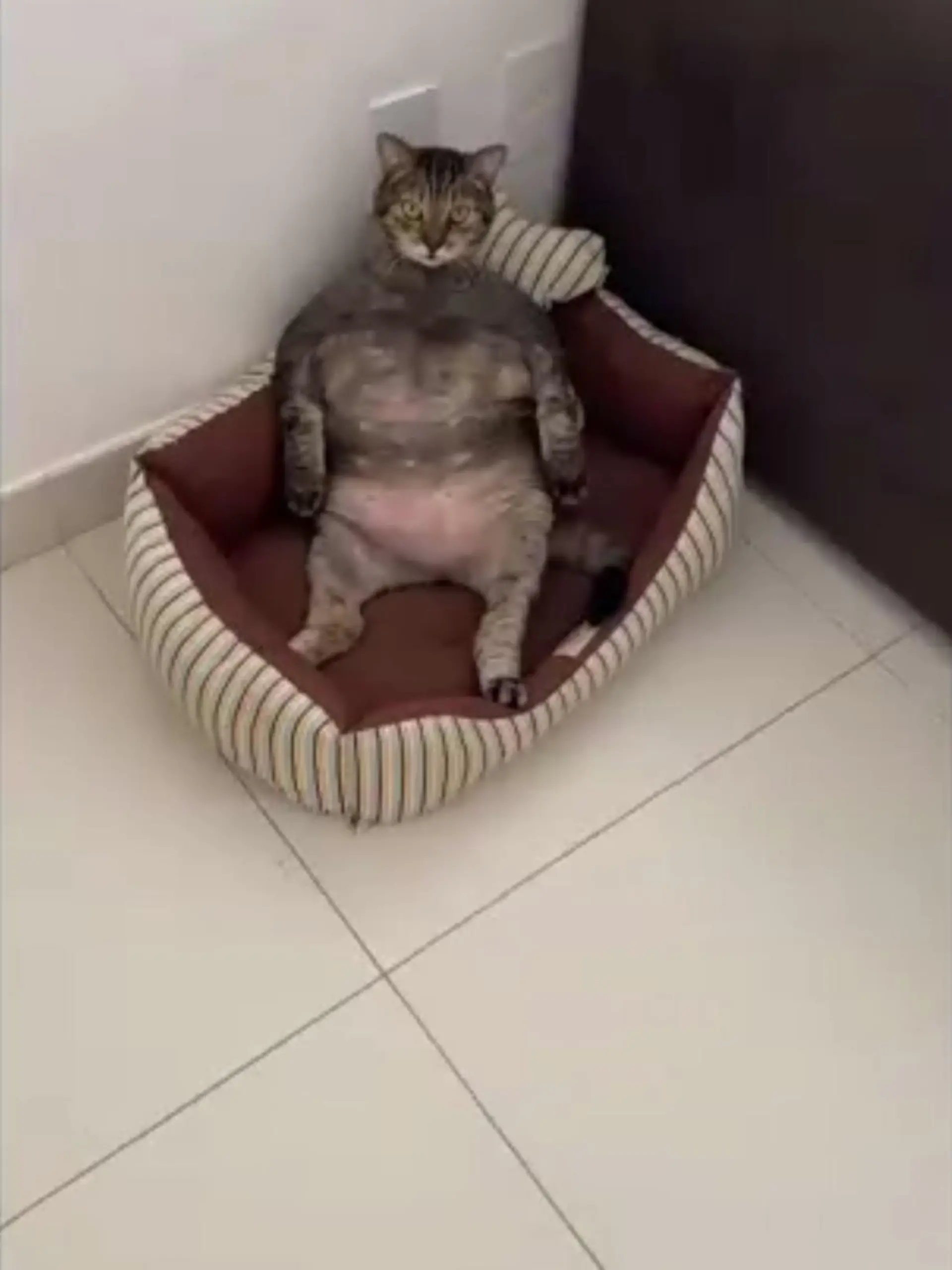 Katze ähnelt Hulk