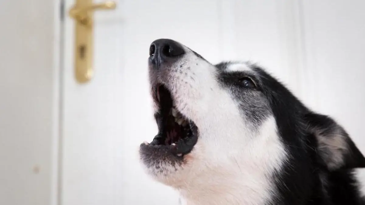 Problem für Hund und Halter: Das Tier bellt und jault, wenn es allein ist. Foto: Florian Schuh