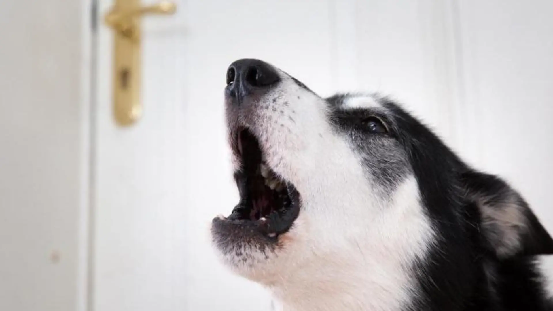 Problem für Hund und Halter: Das Tier bellt und jault, wenn es allein ist. Foto: Florian Schuh