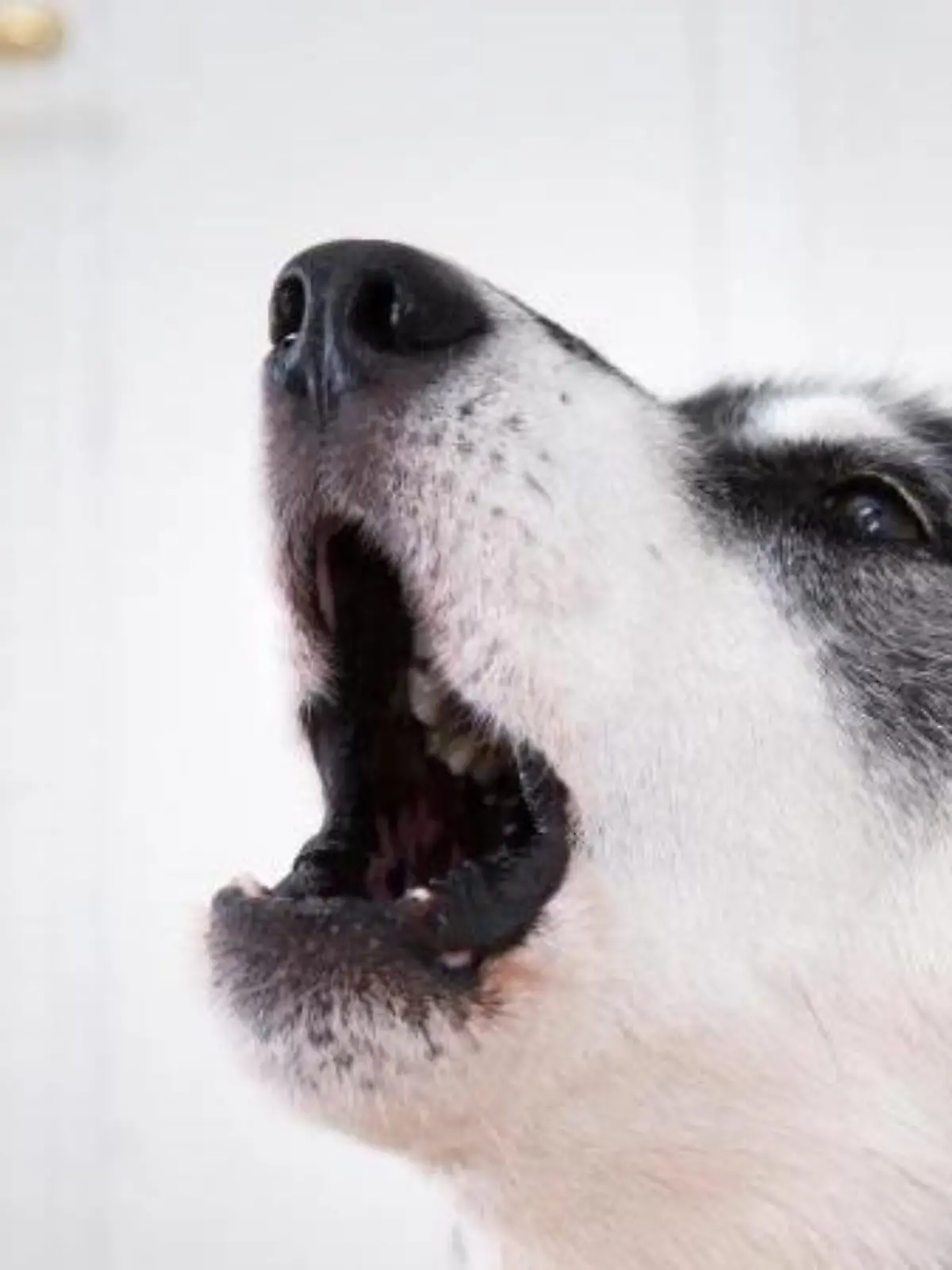 Problem für Hund und Halter: Das Tier bellt und jault, wenn es allein ist. Foto: Florian Schuh