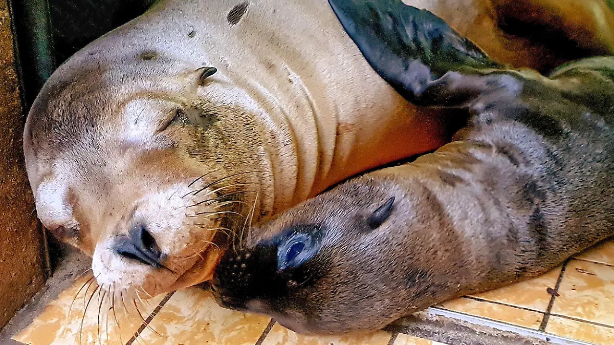 HANDOUT - 04.07.2021, Nordrhein-Westfalen, Dortmund: Seelöwen-Baby «Luna» (r) mit Mutter «Stella», aufgenommen Anfang Juli im Dortmunder Zoo. Die Robbe starb am Donnerstag knapp zwei Monate nach der Geburt, wie die Stadt mitteilte. Foto: Stella Gehrmann/Zoo Dortmund/dpa - ACHTUNG: Nur zur redaktionellen Verwendung im Zusammenhang mit der aktuellen Berichterstattung und nur mit vollständiger Nennung des vorstehenden Credits +++ dpa-Bildfunk +++