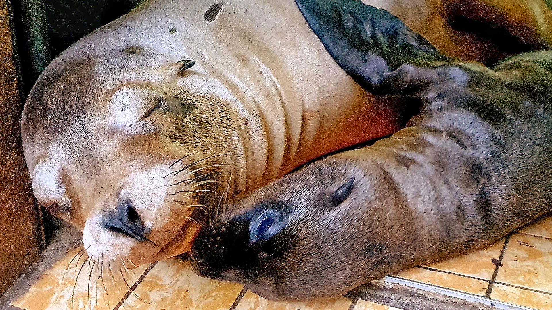 HANDOUT - 04.07.2021, Nordrhein-Westfalen, Dortmund: Seelöwen-Baby «Luna» (r) mit Mutter «Stella», aufgenommen Anfang Juli im Dortmunder Zoo. Die Robbe starb am Donnerstag knapp zwei Monate nach der Geburt, wie die Stadt mitteilte. Foto: Stella Gehrmann/Zoo Dortmund/dpa - ACHTUNG: Nur zur redaktionellen Verwendung im Zusammenhang mit der aktuellen Berichterstattung und nur mit vollständiger Nennung des vorstehenden Credits +++ dpa-Bildfunk +++