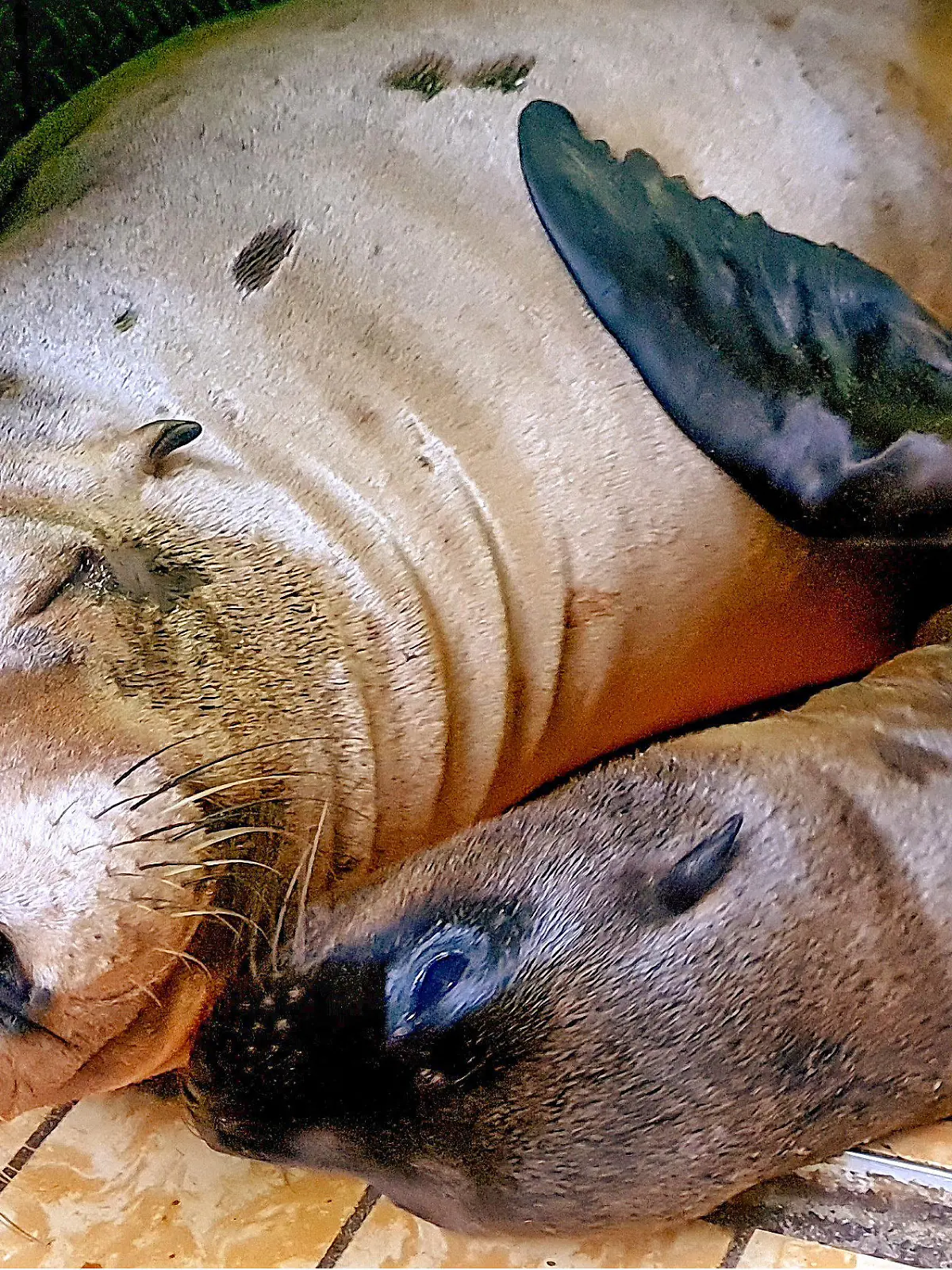 HANDOUT - 04.07.2021, Nordrhein-Westfalen, Dortmund: Seelöwen-Baby «Luna» (r) mit Mutter «Stella», aufgenommen Anfang Juli im Dortmunder Zoo. Die Robbe starb am Donnerstag knapp zwei Monate nach der Geburt, wie die Stadt mitteilte. Foto: Stella Gehrmann/Zoo Dortmund/dpa - ACHTUNG: Nur zur redaktionellen Verwendung im Zusammenhang mit der aktuellen Berichterstattung und nur mit vollständiger Nennung des vorstehenden Credits +++ dpa-Bildfunk +++
