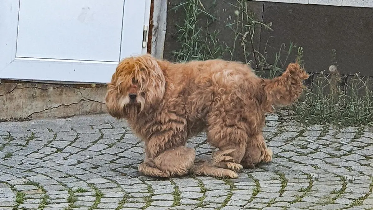 Langhaariger Hund mit verfilztem Fell und Fellwulsten an Augen und Pfoten.