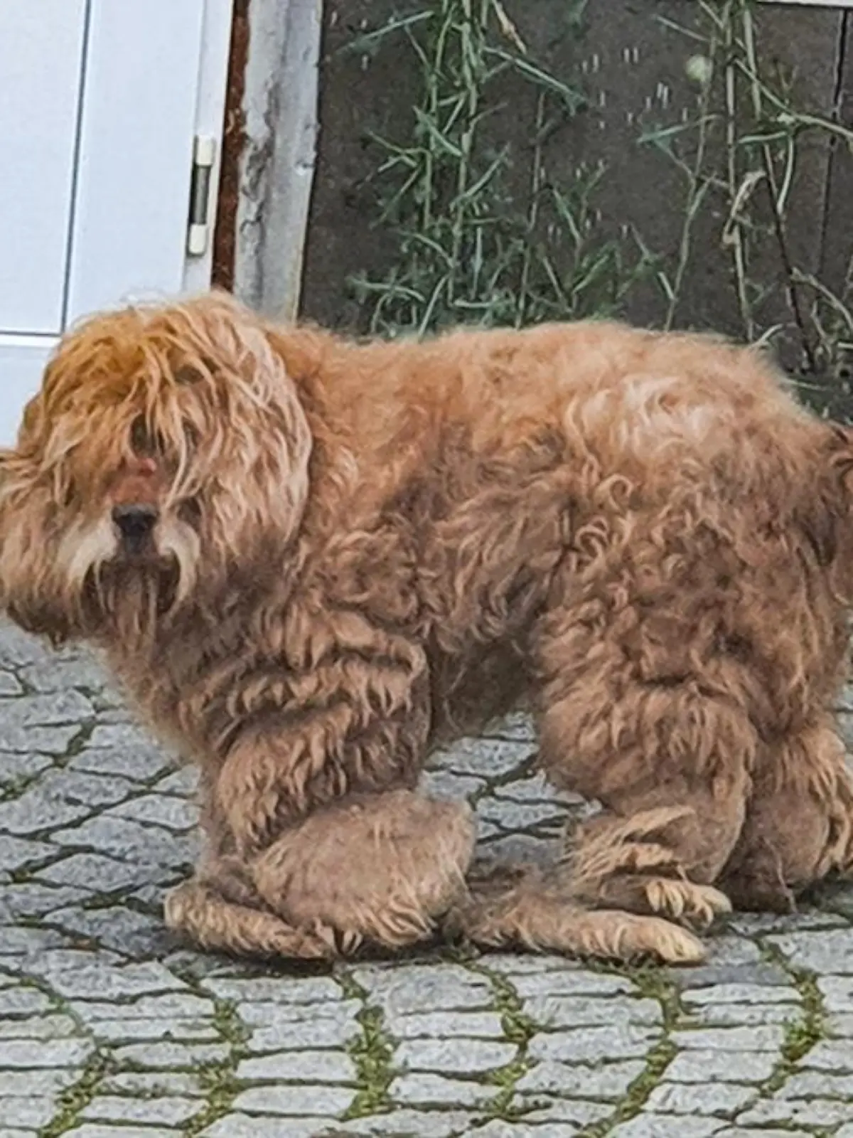 Langhaariger Hund mit verfilztem Fell und Fellwulsten an Augen und Pfoten.