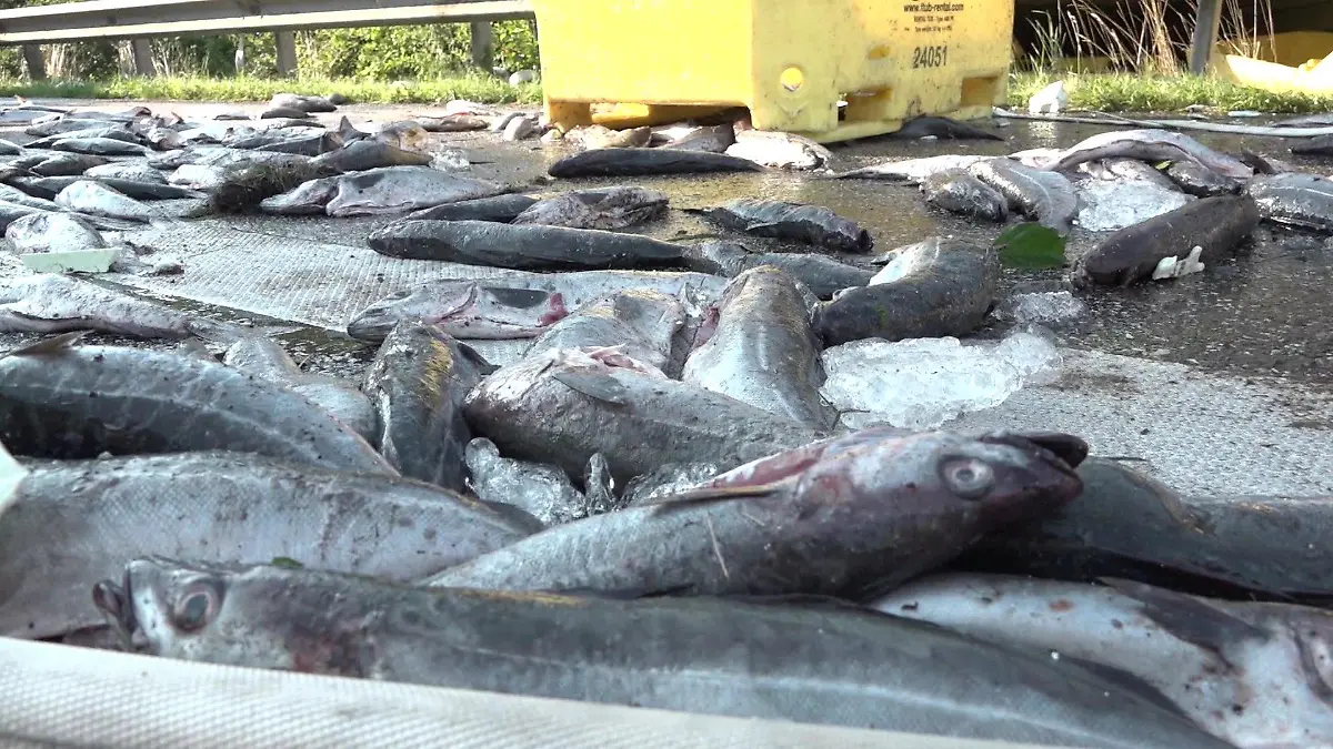 Fische liegen auf der Straße vor dem LKW