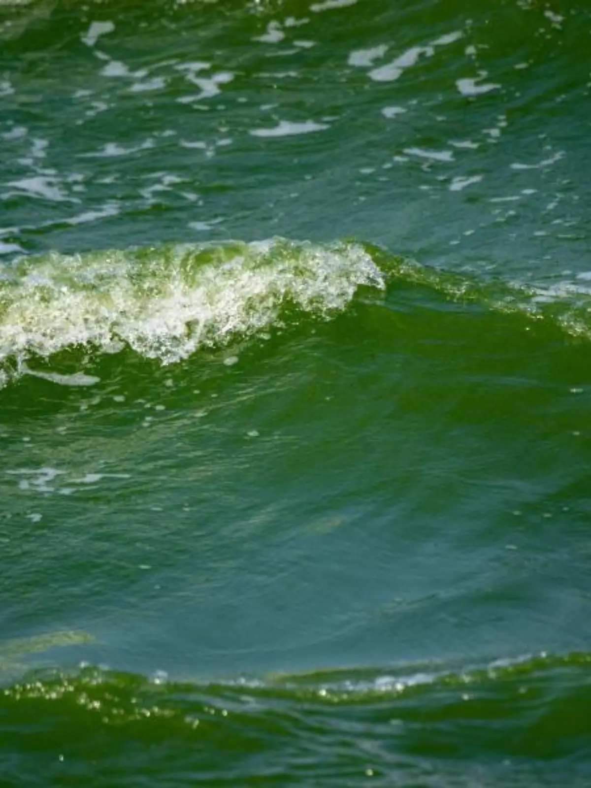 Warnung vor Vibrionen in Ostsee