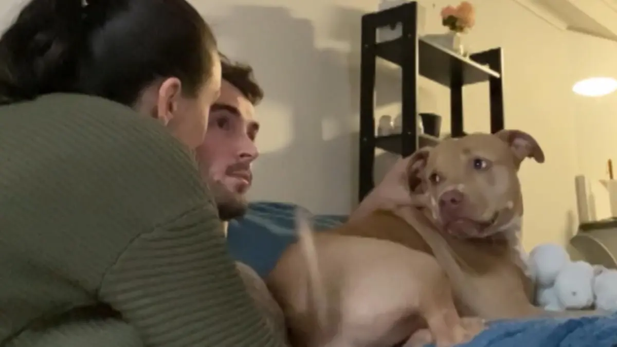 Pitbull Poppy lässt Herrchen nicht von anderen küssen "Tierisch" eifersüchtig