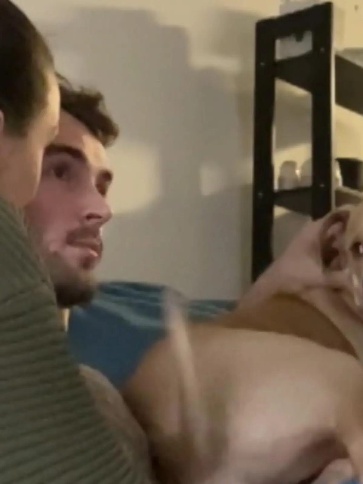 Bild zu: "Pitbull Poppy lässt Herrchen nicht von anderen küssen"