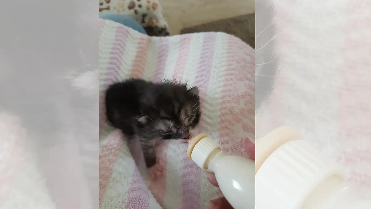 Katze trinkt Milch