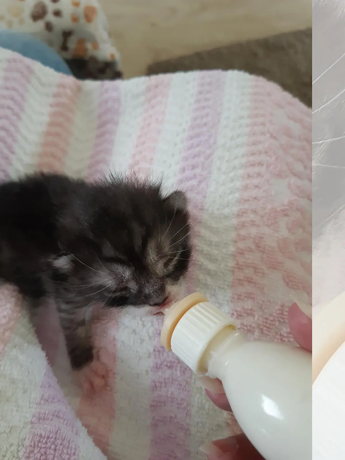Katze trinkt Milch