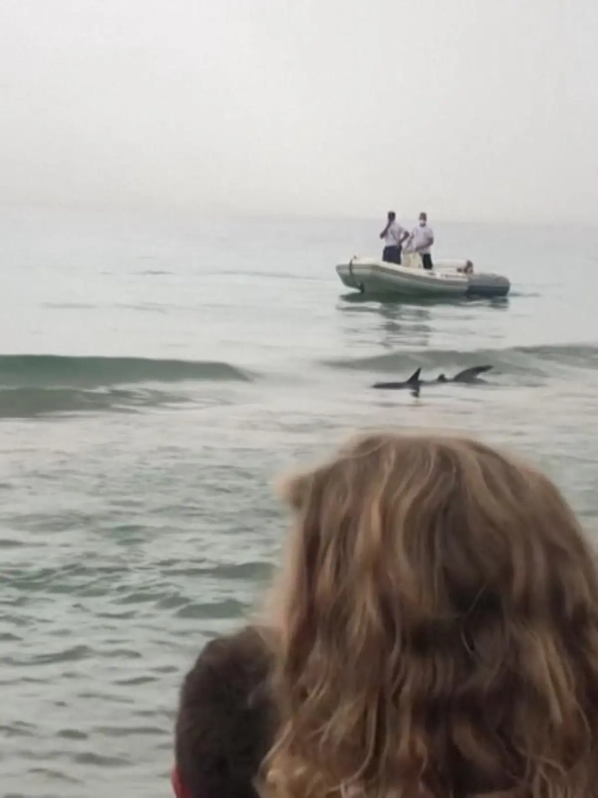 Das Blauhai-Weibchen jagt Badenden an dem spanischem Strand einen Schreck ein - dabei war das Tier offenbar selbst verwirrt so nah an die Küste geraten.