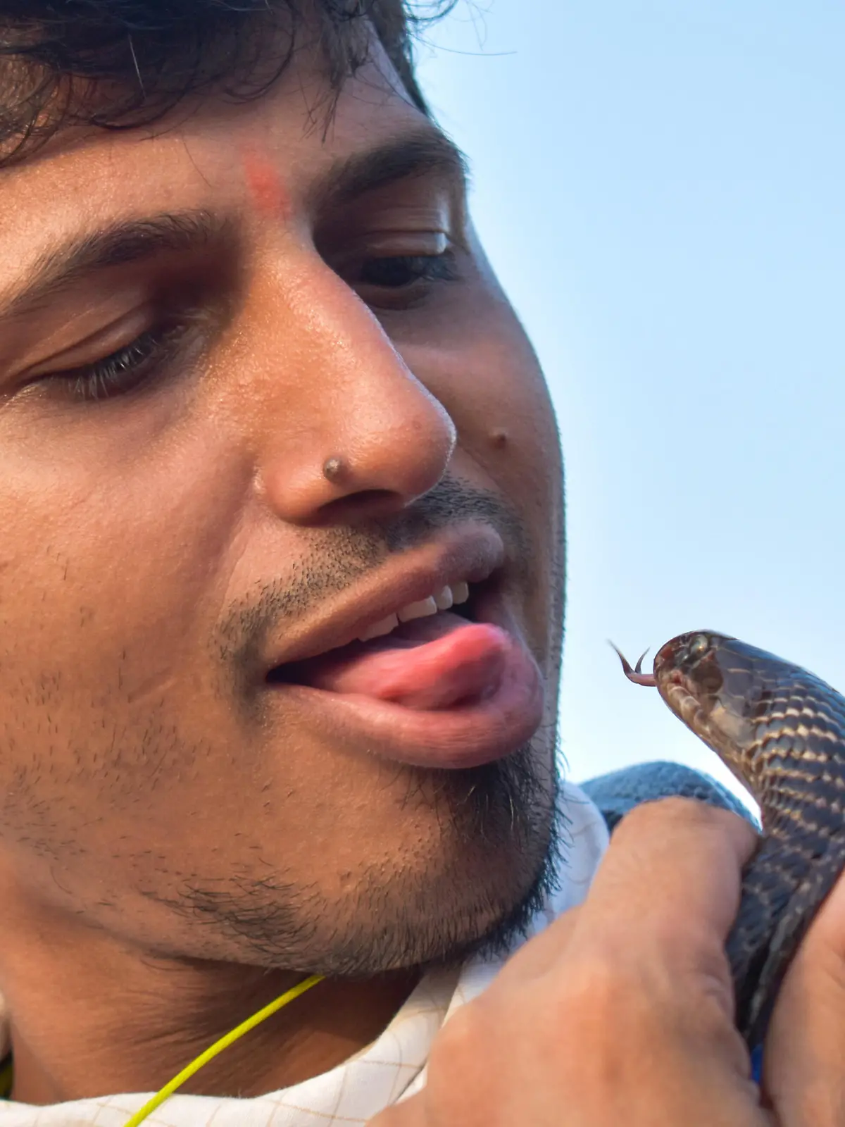 Nach einem Schlangenbiss will ein Mann in Indien aus Rache das Tier totgebissen haben.
