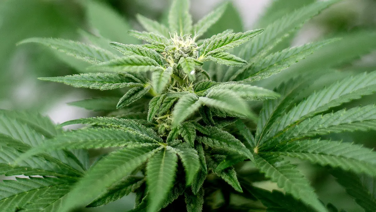 ARCHIV - Eine Cannabis-Pflanze steht am 10.02.2017 in einem Hinterhof in Orange County, Kalifornien (USA). (zu dpa "Suchtexperten und Strafrechtler fordern Enquete-Kommission Cannabis" vom 28.10.2017) Foto: Matt Masin/Orange County Register via ZUMA/dpa +++(c) dpa - Bildfunk+++