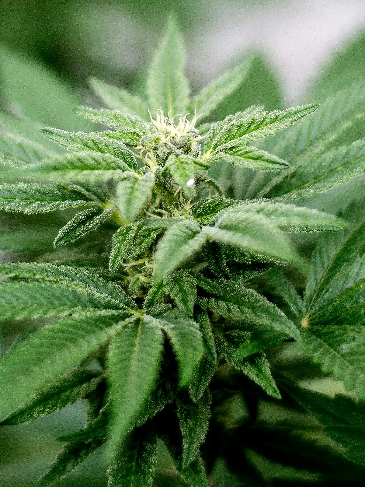 ARCHIV - Eine Cannabis-Pflanze steht am 10.02.2017 in einem Hinterhof in Orange County, Kalifornien (USA). (zu dpa "Suchtexperten und Strafrechtler fordern Enquete-Kommission Cannabis" vom 28.10.2017) Foto: Matt Masin/Orange County Register via ZUMA/dpa +++(c) dpa - Bildfunk+++