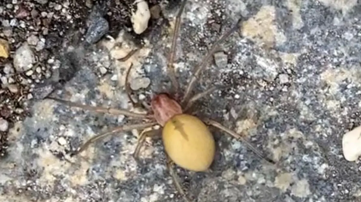 giftige Spinne.