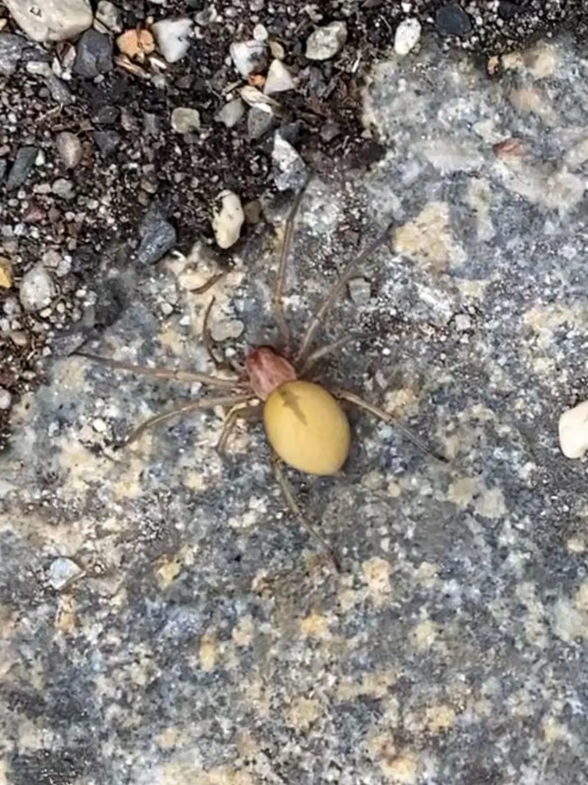giftige Spinne.