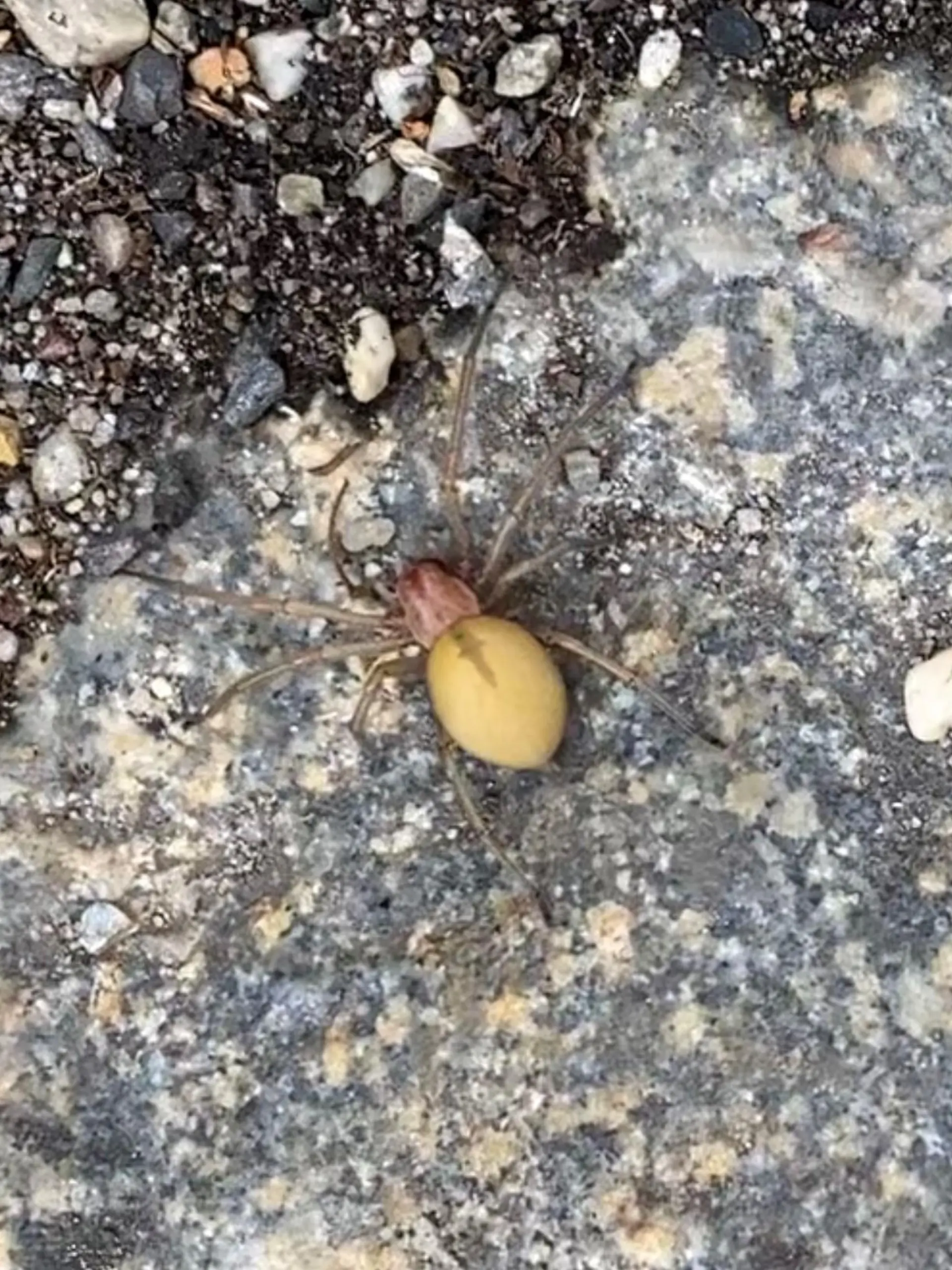 giftige Spinne.