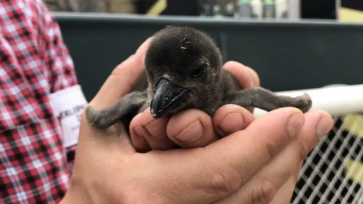 Das neue RTL Nord Patenkind: Pinguin Baby aus dem Erlebniszoo Hannover.