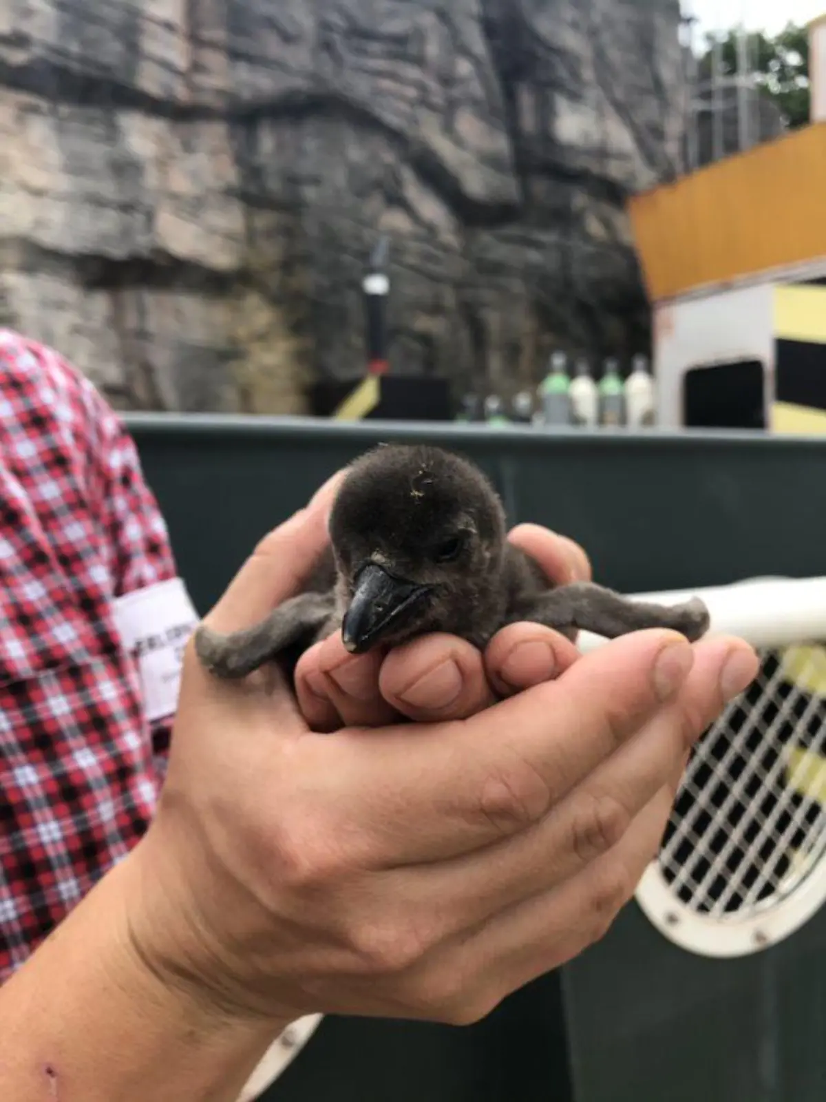 Das neue RTL Nord Patenkind: Pinguin Baby aus dem Erlebniszoo Hannover.